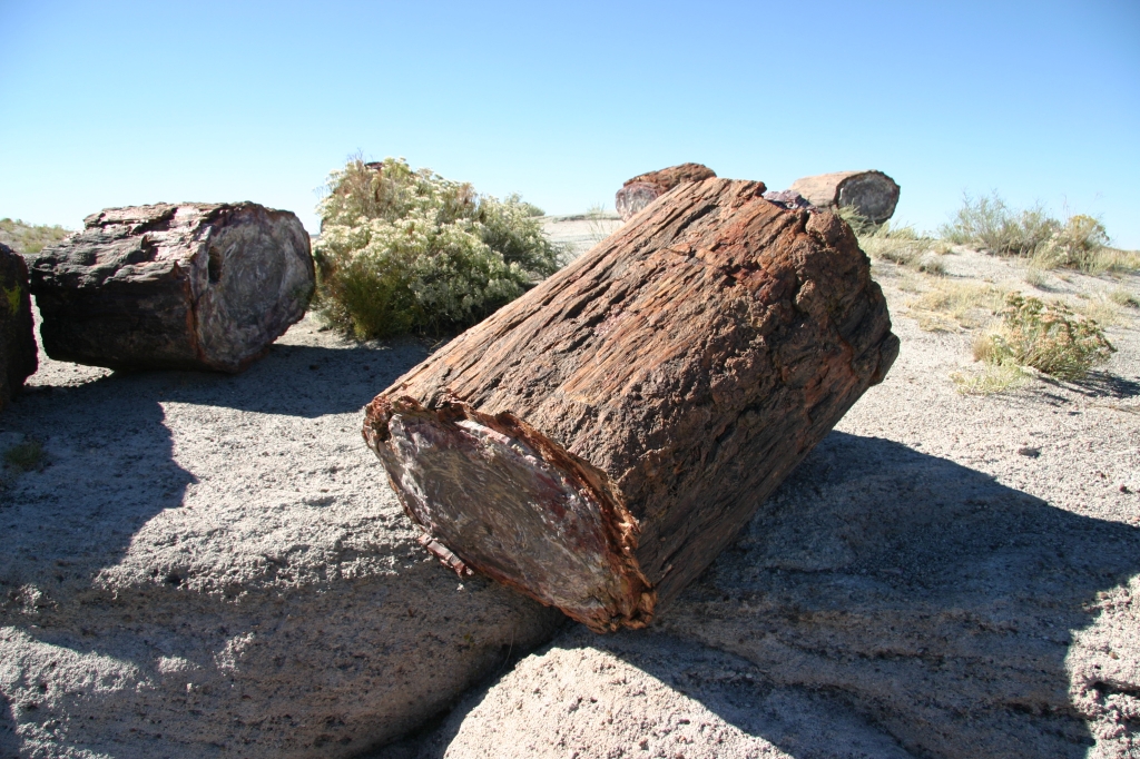 11 - Petriefed Forest (3).JPG